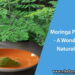 Moringa Powder - A Wonderful Natural Gift