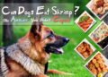 Can Dogs Eat Shrimp