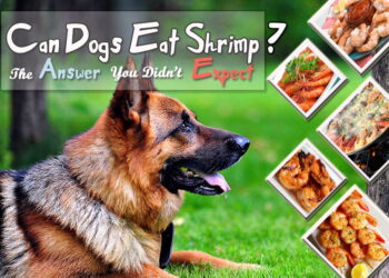 Can Dogs Eat Shrimp