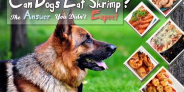Can Dogs Eat Shrimp