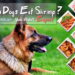 Can Dogs Eat Shrimp