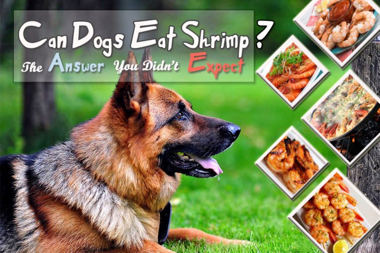 Can Dogs Eat Shrimp