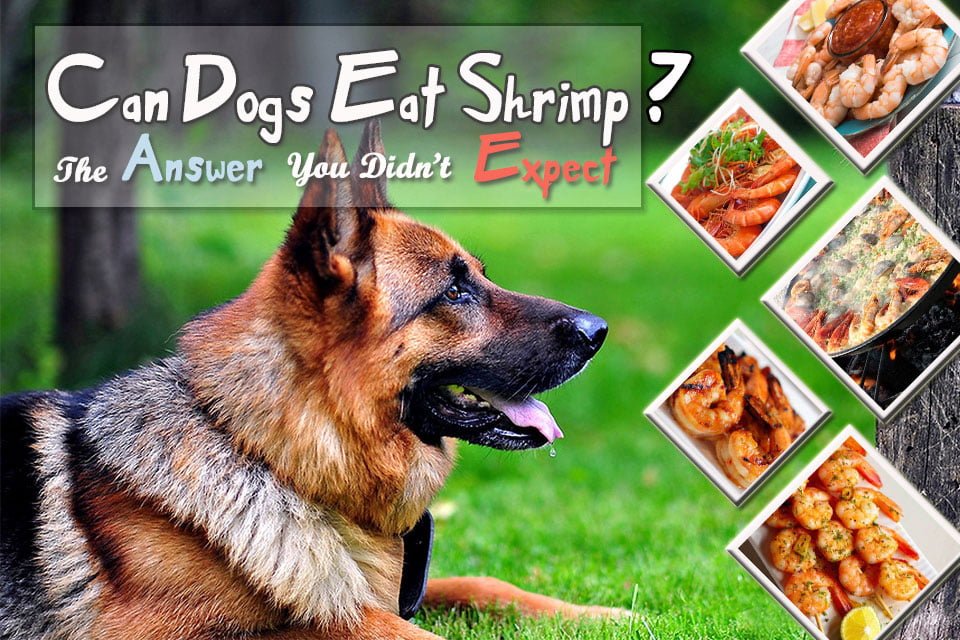 Can Dogs Eat Shrimp? The Answer You Didn’t Expect