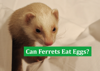 Can Ferrets Eat Eggs