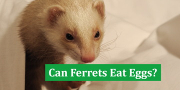 Can Ferrets Eat Eggs