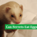 Can Ferrets Eat Eggs
