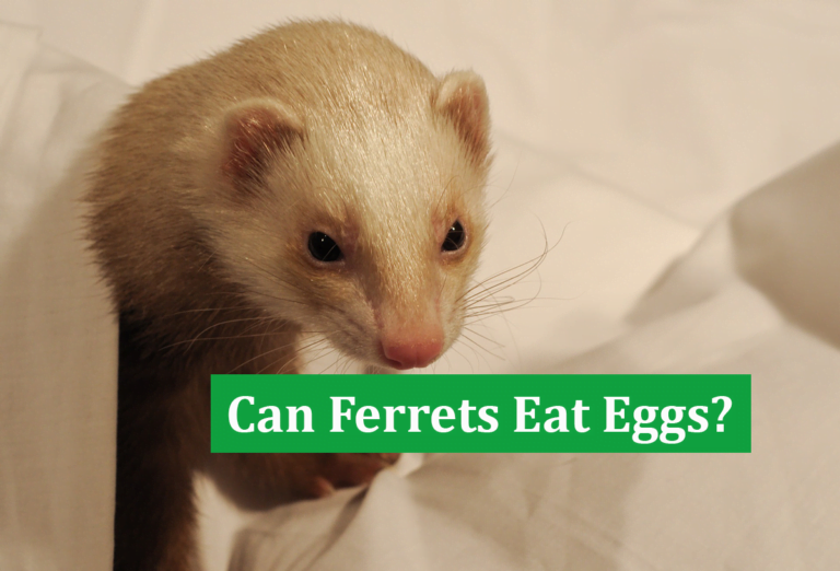 Can Ferrets Eat Eggs