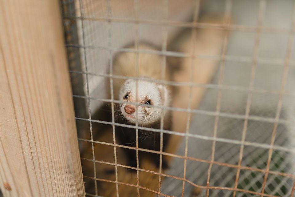 Can Ferrets live outside