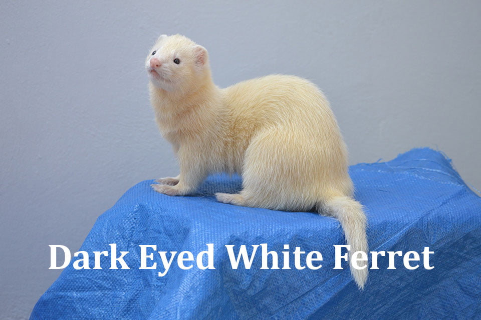Dark Eyed White ferret