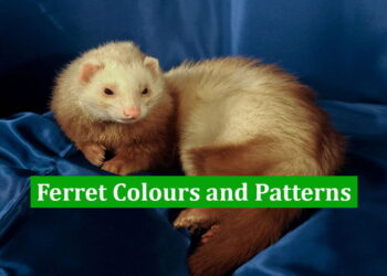 Ferret Colours and Patterns