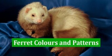 Ferret Colours and Patterns