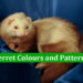 Ferret Colours and Patterns