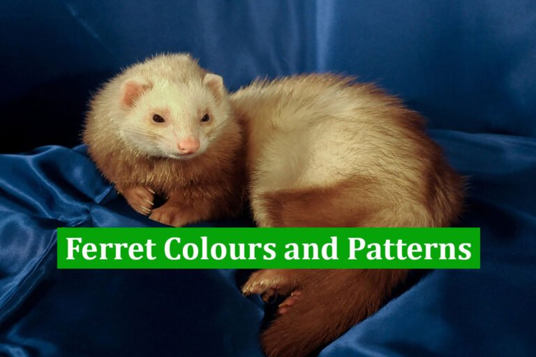 Ferret Colours and Patterns