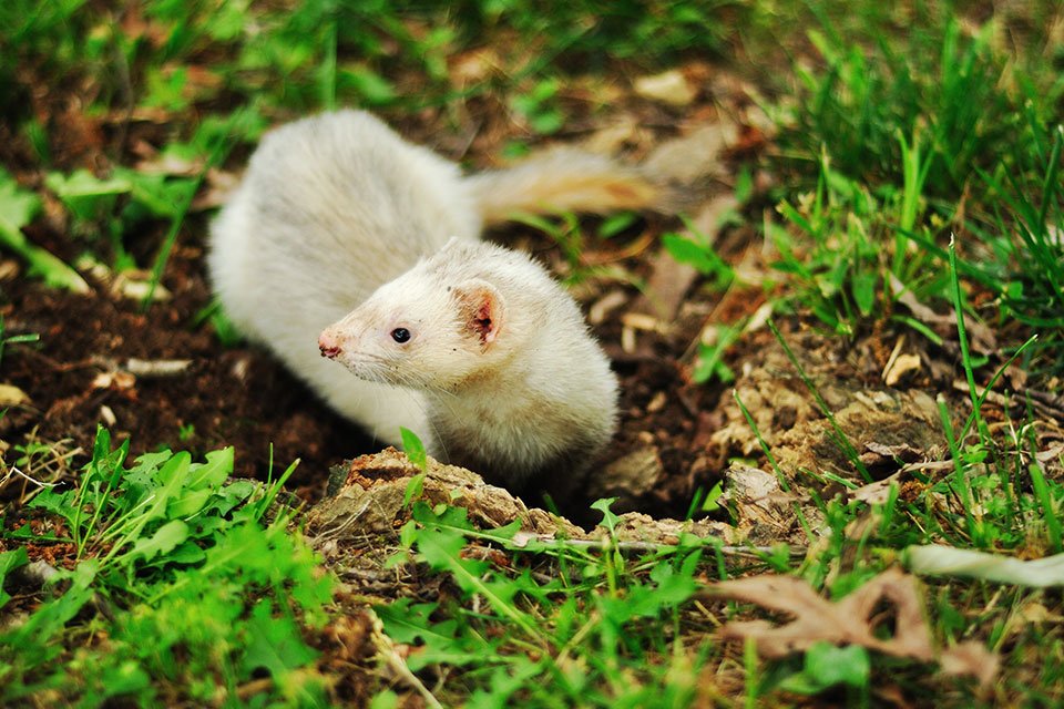 Ferret life Span