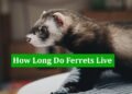 How Long Do Ferrets Live