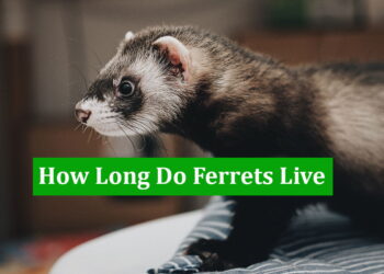 How Long Do Ferrets Live