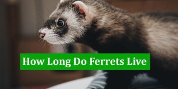 How Long Do Ferrets Live