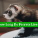 How Long Do Ferrets Live