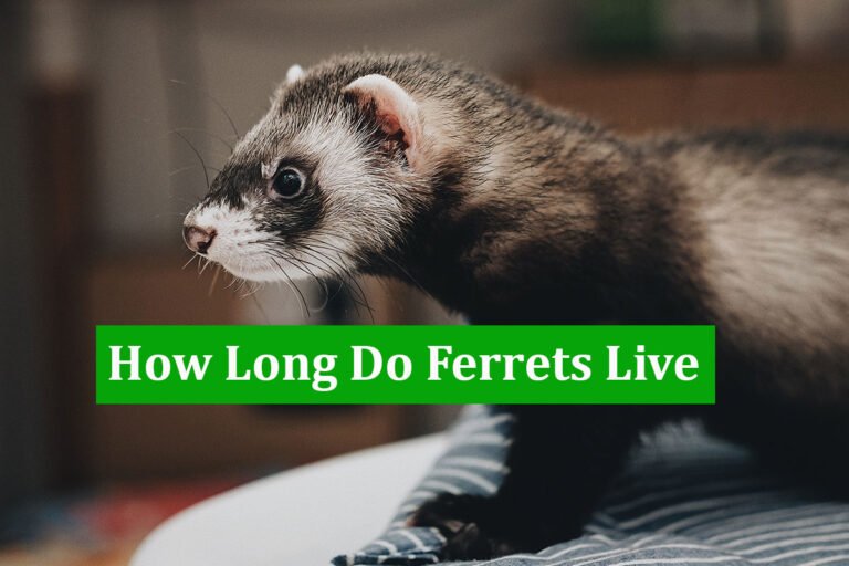How Long Do Ferrets Live
