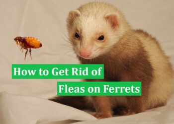 How to Get Rid of Fleas on Ferrets