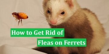 How to Get Rid of Fleas on Ferrets