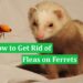 How to Get Rid of Fleas on Ferrets