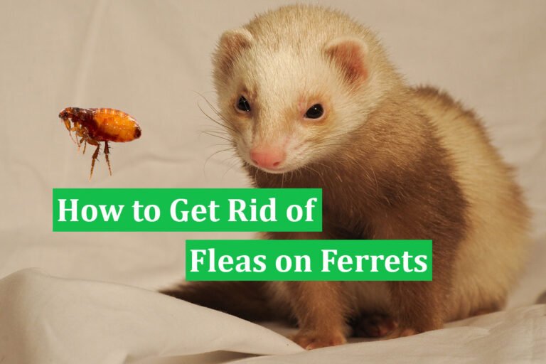 How to Get Rid of Fleas on Ferrets