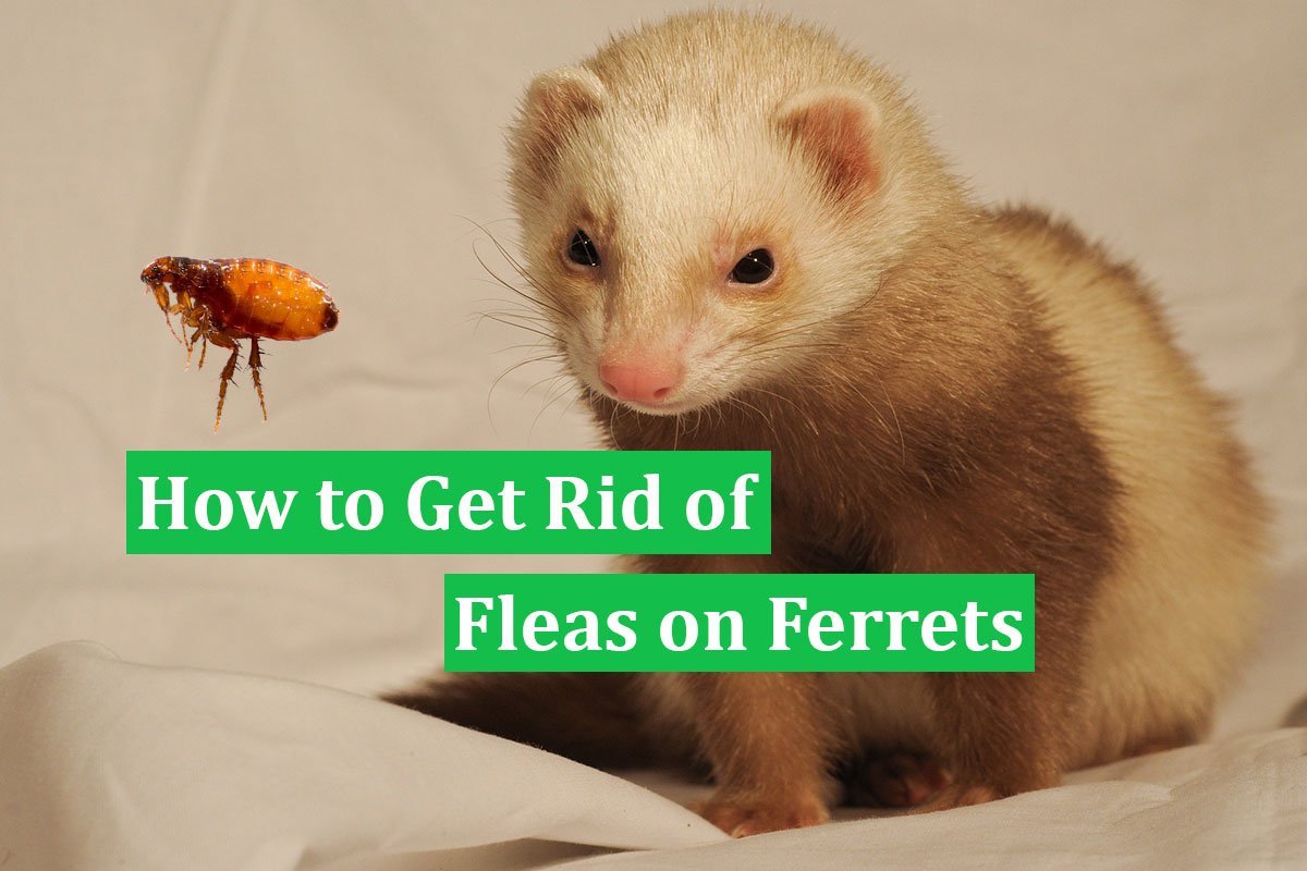 How to Get Rid of Fleas on Ferrets | Your Ferret’s best flea removal centre