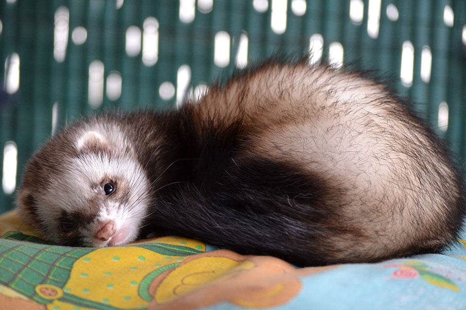 How to get Rid of Fleas on Ferrets-Chemicals