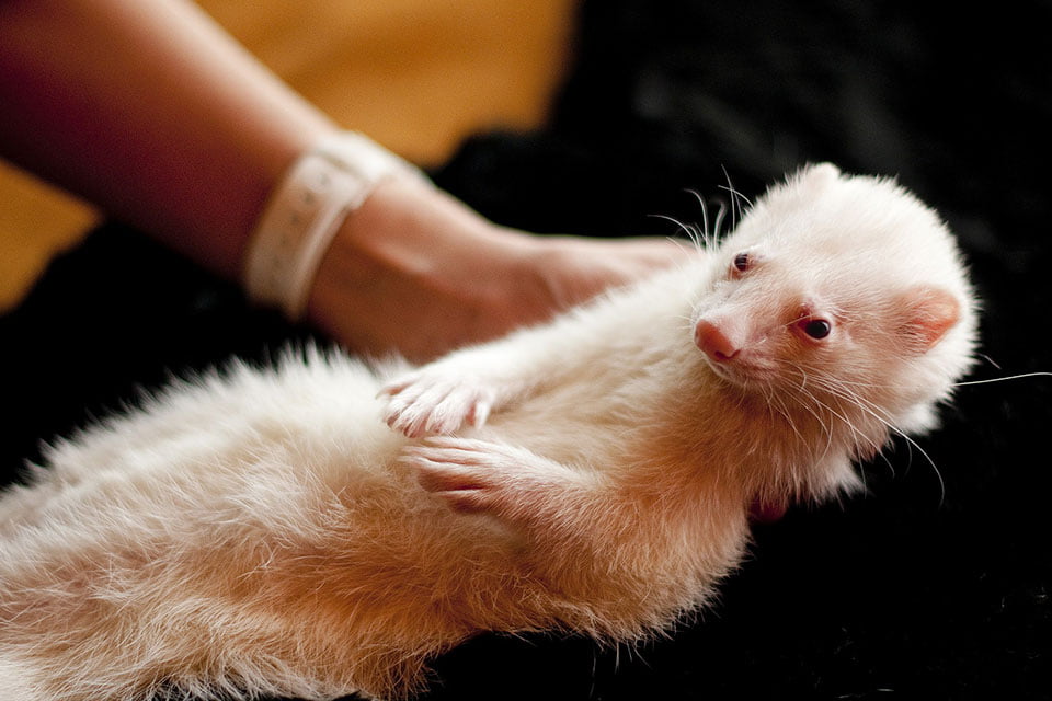 How to get Rid of Fleas on Ferrets Naturally