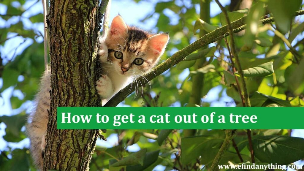 How to get a cat out of a tree