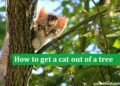 How to get a cat out of a tree