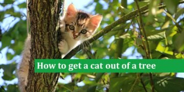 How to get a cat out of a tree