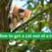 How to get a cat out of a tree