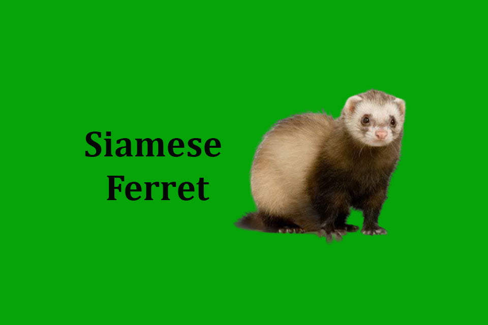 Siamese Ferret