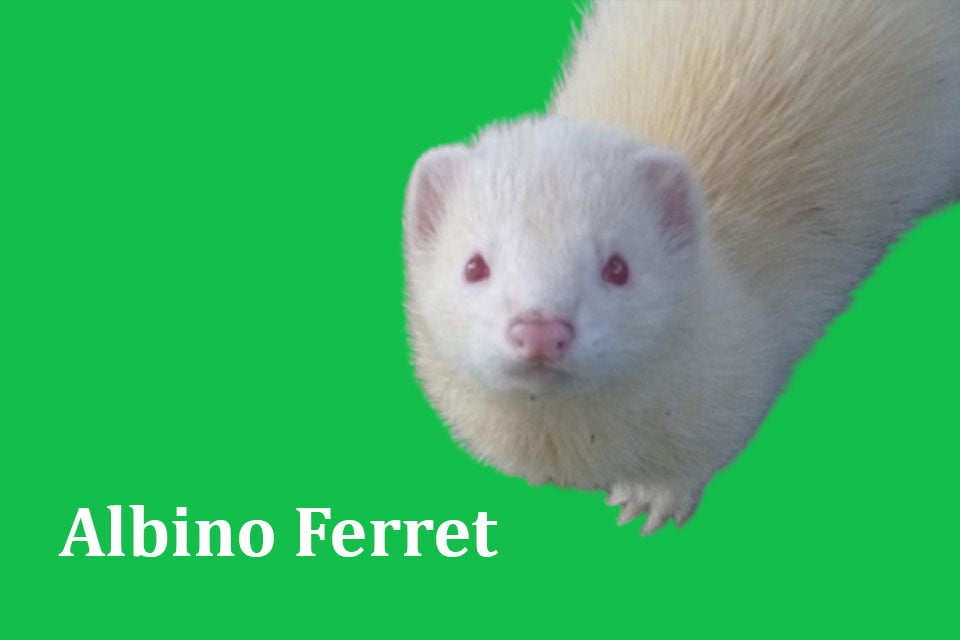 albino ferret