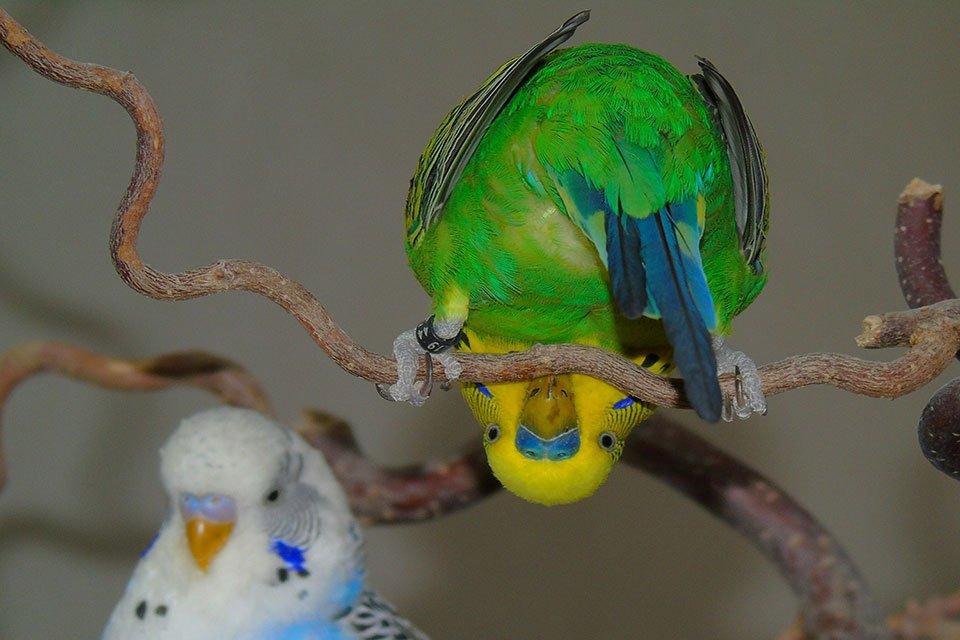 how to get a bird to trust you