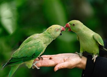 signs your bird trusts you