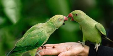 signs your bird trusts you