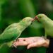 signs your bird trusts you