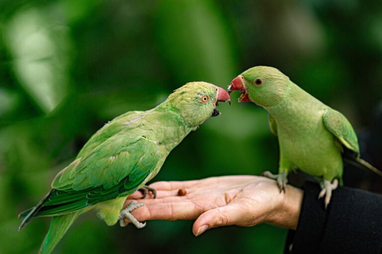signs your bird trusts you