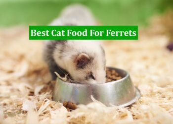 Best Cat Food For Ferrets