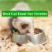 Best Cat Food For Ferrets