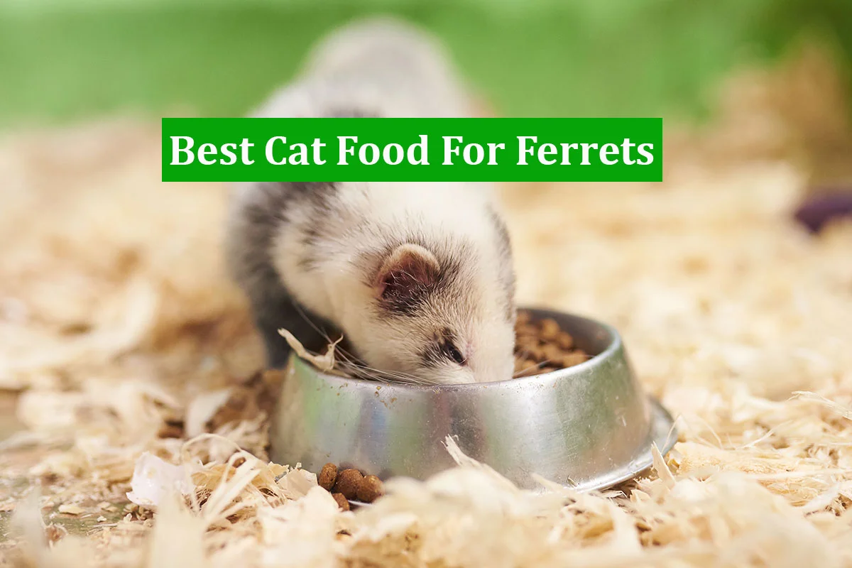 Best Cat Food For Ferrets