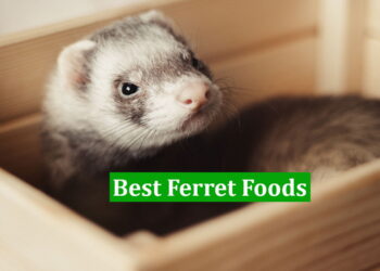 Best Ferret Foods