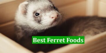 Best Ferret Foods