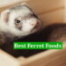 Best Ferret Foods