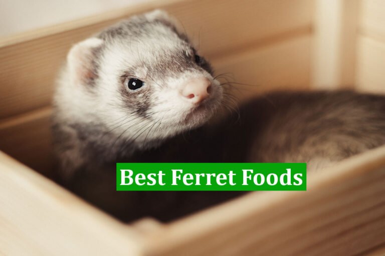 Best Ferret Foods