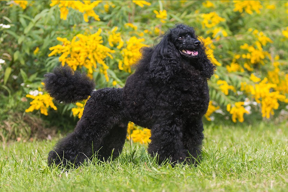 Characteristics of the Moyen Poodle Dog