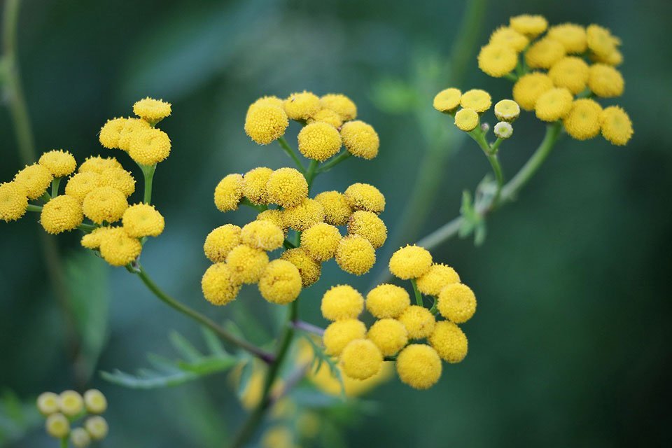 Helichrysum Essential oils 